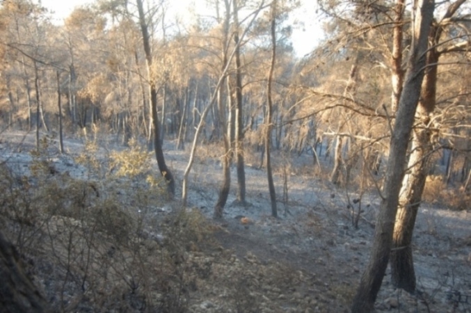 pineta incendiata Peschici