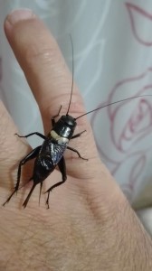 bimaculatus-a-foggia