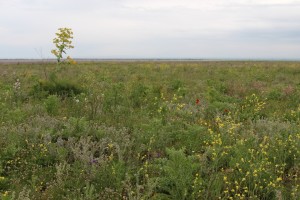 steppe-spiriticchio