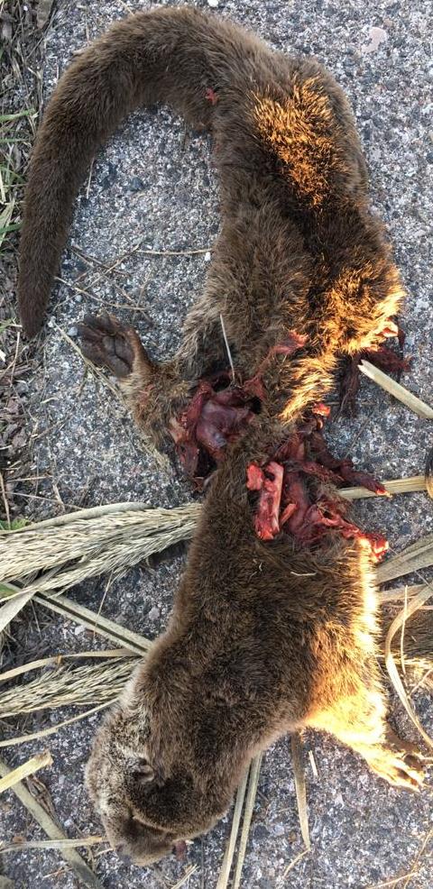 lontra morta 14.1.21